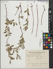 Foto von Salix caprea L.